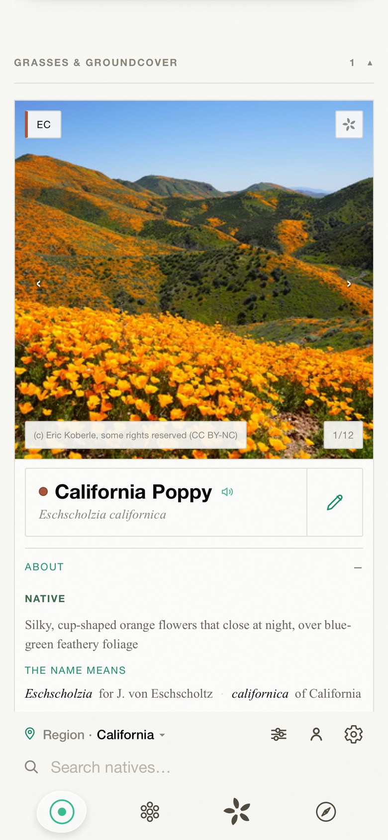 A plant's page in the app: California poppy, with its photographs, description and where it grows