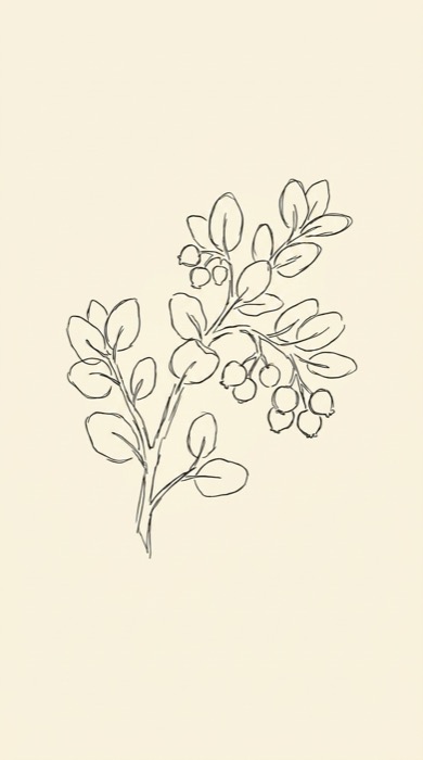 A beginner's line drawing of a manzanita sprig