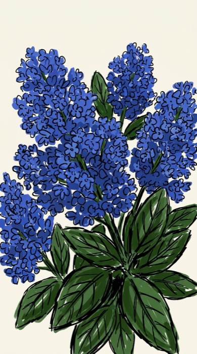 A colorful study of ceanothus in bloom