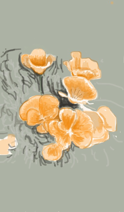 A drawing of California poppies, shared by Marshall