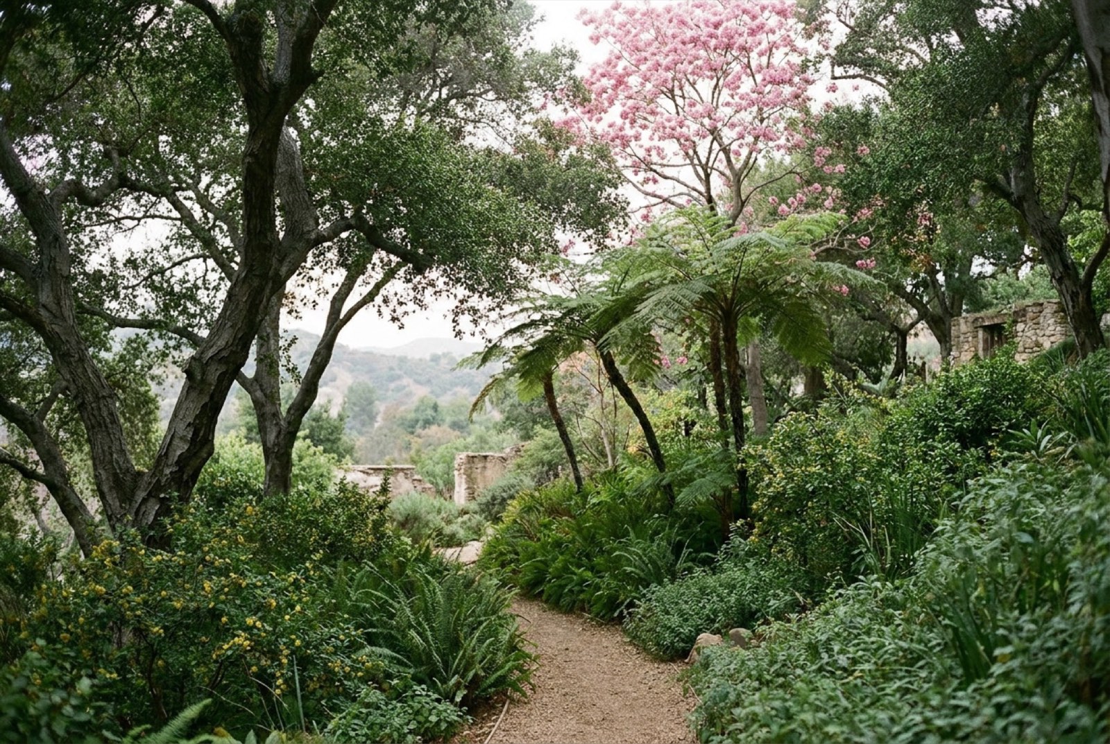 A hillside garden composed from the Canyon Woodland palette: oaks and ferns in shade, a pink trumpet tree above